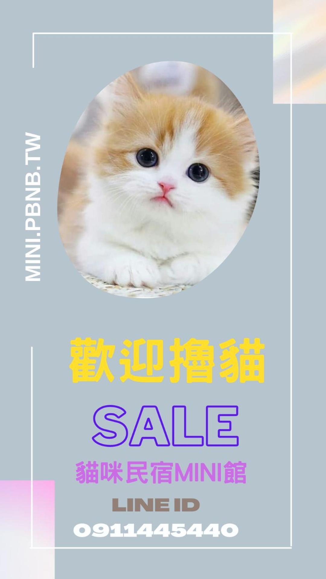 貓咪民宿mini館-中午即可入房 T'ai-tung Buitenkant foto